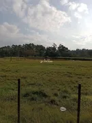 Fazenda / Sítio / Chácara com 4 Quartos à venda, 45000m² no Zona Rural, Pelotas - Foto 4