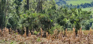 Fazenda / Sítio / Chácara à venda, 40000m² no Zona Rural, Monte Belo do Sul - Foto 6