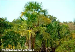 Fazenda / Sítio / Chácara com 4 Quartos à venda, 39790000m² no Centro, Buritizeiro - Foto 22