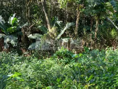Terreno / Lote / Condomínio à venda, 3000m² no Pantanal, Florianópolis - Foto 5