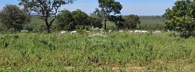 Fazenda / Sítio / Chácara com 3 Quartos à venda, 5200000m² no Zona Rural, Buritizeiro - Foto 25