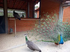 Fazenda / Sítio / Chácara com 5 Quartos à venda, 300m² no Zona Rural, Quadra - Foto 27