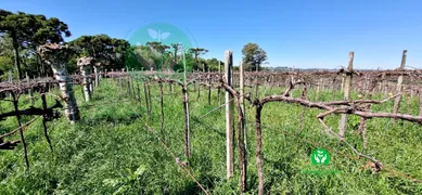 Fazenda / Sítio / Chácara à venda, 95000m² no Zona Rural, Monte Belo do Sul - Foto 8