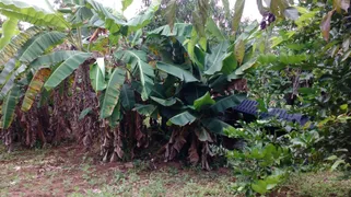 Fazenda / Sítio / Chácara com 3 Quartos à venda, 1530m² no Pavão-Canguera, São Roque - Foto 101