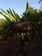 Fazenda / Sítio / Chácara à venda, 1500m² no Zona Rural, Jataizinho - Foto 21