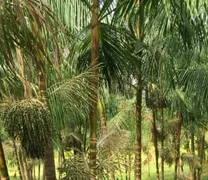 Fazenda / Sítio / Chácara à venda no , Penalva - Foto 5