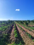 Fazenda / Sítio / Chácara com 2 Quartos à venda, 50m² no Zona Rural, Touros - Foto 4