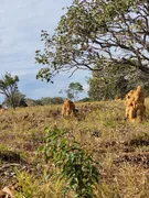 Terreno / Lote Comercial à venda, 20000m² no Zona Rural, Baldim - Foto 12