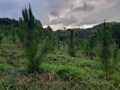 Fazenda / Sítio / Chácara com 2 Quartos à venda, 90m² no Zona Rural, Ribeirão Branco - Foto 4