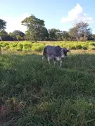 Fazenda / Sítio / Chácara à venda no Zona Rural, Urucuia - Foto 13