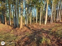 Fazenda / Sítio / Chácara à venda, 72600m² no Rural, Cesário Lange - Foto 7