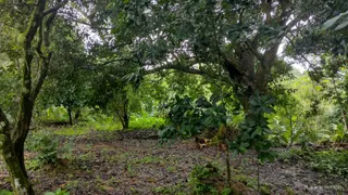 Fazenda / Sítio / Chácara com 6 Quartos à venda, 26000m² no Aldeia dos Camarás, Camaragibe - Foto 38