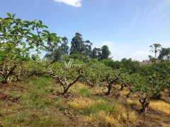 Fazenda / Sítio / Chácara com 5 Quartos à venda, 350m² no Reforma Agraria, Valinhos - Foto 9