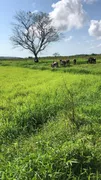Fazenda / Sítio / Chácara com 3 Quartos à venda, 30000m² no Centro, Ceará Mirim - Foto 21