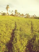 Fazenda / Sítio / Chácara com 2 Quartos à venda, 30000m² no Zona Rural, Glória do Goitá - Foto 9