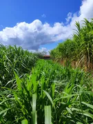 Fazenda / Sítio / Chácara com 3 Quartos à venda, 14400m² no Zona Rural, Monte Alegre - Foto 24