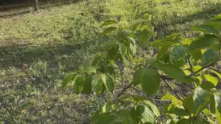 Fazenda / Sítio / Chácara com 3 Quartos à venda, 10m² no Centro, Taquara - Foto 37