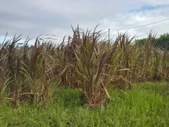 Fazenda / Sítio / Chácara com 3 Quartos à venda, 11500m² no Zona Rural, Monte Alegre - Foto 4