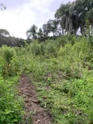 Fazenda / Sítio / Chácara à venda, 24000m² no Zona Rural, Mandirituba - Foto 17
