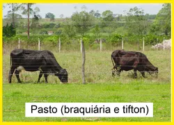 Fazenda / Sítio / Chácara com 6 Quartos à venda, 163200m² no Zona Rural, Conchal - Foto 28