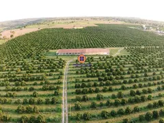 Fazenda / Sítio / Chácara com 3 Quartos à venda, 57000m² no Centro, Crisópolis - Foto 9