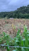 Fazenda / Sítio / Chácara à venda, 24000m² no Zona Rural, Mandirituba - Foto 1