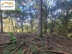 Fazenda / Sítio / Chácara à venda, 5000m² no Barro Preto, São José dos Pinhais - Foto 6