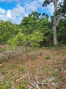 Fazenda / Sítio / Chácara com 2 Quartos à venda, 40000m² no Arembepe, Camaçari - Foto 18