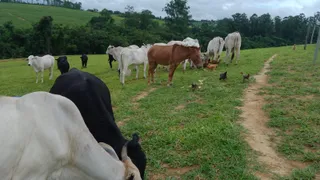 Fazenda / Sítio / Chácara com 3 Quartos à venda, 180000m² no Centro, Capivari - Foto 6