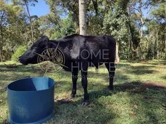 Fazenda / Sítio / Chácara com 2 Quartos à venda, 80m² no Zona Rural, Campo Alegre - Foto 21