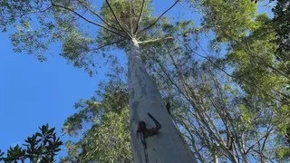 Fazenda / Sítio / Chácara com 3 Quartos à venda, 10m² no Centro, Taquara - Foto 46