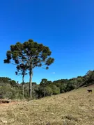 Fazenda / Sítio / Chácara com 1 Quarto à venda, 20000m² no Vila Seca, Caxias do Sul - Foto 3