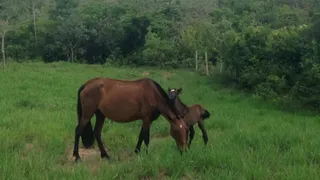 Fazenda / Sítio / Chácara com 4 Quartos à venda, 212m² no Centro, Formoso - Foto 22