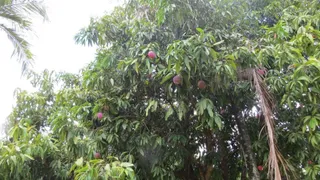 Fazenda / Sítio / Chácara com 8 Quartos para venda ou aluguel, 1000m² no Reforma Agraria, Valinhos - Foto 51