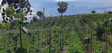 Fazenda / Sítio / Chácara à venda, 140000m² no Zona Rural, Monte Belo do Sul - Foto 7