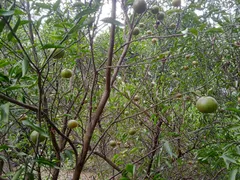 Fazenda / Sítio / Chácara à venda, 2700m² no Jardim Bela Vista, Serra - Foto 9