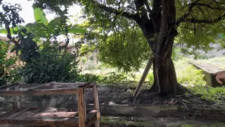 Fazenda / Sítio / Chácara com 5 Quartos à venda, 5000m² no Forquilha, São José de Ribamar - Foto 11