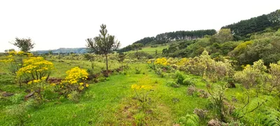 Fazenda / Sítio / Chácara à venda, 150000m² no Centro, São Joaquim - Foto 38