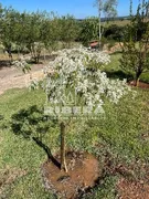 Fazenda / Sítio / Chácara com 3 Quartos à venda, 250m² no Cercado, Aracoiaba da Serra - Foto 6