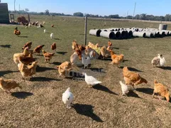 Fazenda / Sítio / Chácara com 5 Quartos à venda, 10m² no Zona Rural, Mostardas - Foto 9