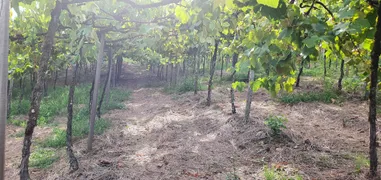 Fazenda / Sítio / Chácara à venda, 140000m² no Zona Rural, Monte Belo do Sul - Foto 8