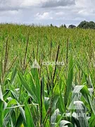 Fazenda / Sítio / Chácara com 1 Quarto à venda, 10m² no Zona Rural, Imbituva - Foto 7