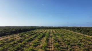 Fazenda / Sítio / Chácara à venda, 170000m² no Paripueira, Beberibe - Foto 11