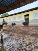 Fazenda / Sítio / Chácara com 3 Quartos à venda, 10000m² no Zona Rural, Monte Alegre - Foto 8