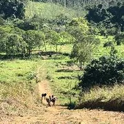 Fazenda / Sítio / Chácara com 3 Quartos à venda, 140m² no Zona Rural, Juquiá - Foto 15