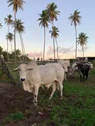 Fazenda / Sítio / Chácara com 3 Quartos à venda, 30000m² no Centro, Ceará Mirim - Foto 16