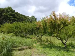 Fazenda / Sítio / Chácara com 3 Quartos à venda, 330000m² no Zona Rural, Três Coroas - Foto 6