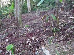 Terreno / Lote / Condomínio à venda, 90000m² no Ponta Grossa, Ubatuba - Foto 10