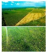 Fazenda / Sítio / Chácara com 1 Quarto à venda, 20000000m² no Capuava, Redenção - Foto 6