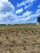 Fazenda / Sítio / Chácara com 3 Quartos à venda, 13500m² no Zona Rural, Monte Alegre - Foto 1